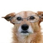 old_dog.jpg